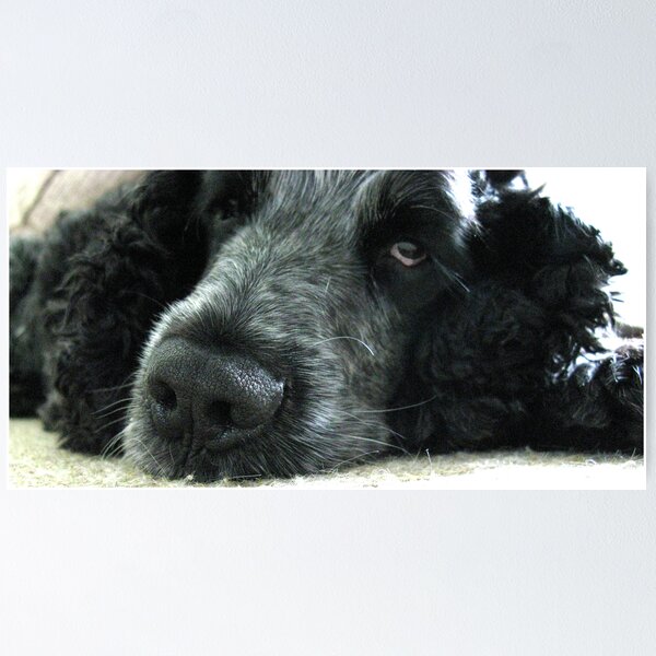 Item preview, Spaniels Eyes - Blue Roan Cocker Spaniel designed and sold by guestd80.