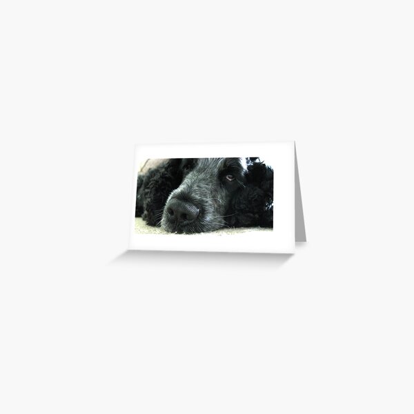 Spaniels Eyes - Blue Roan Cocker Spaniel Greeting Card