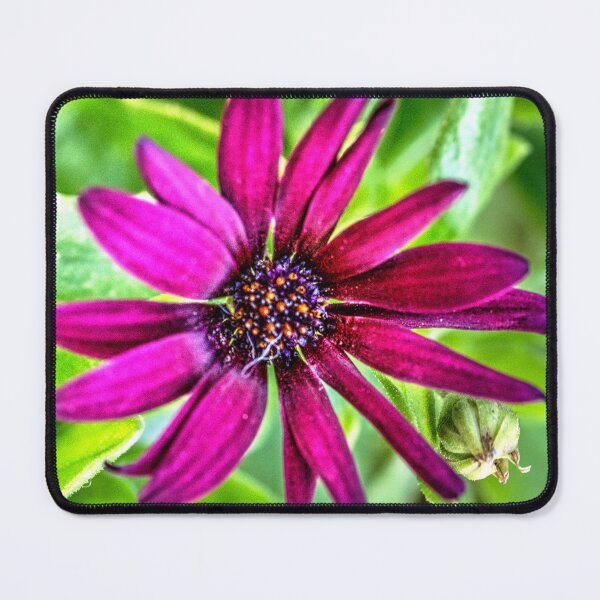 Item preview, Cape Marguerite designed and sold by WCHGraphics.