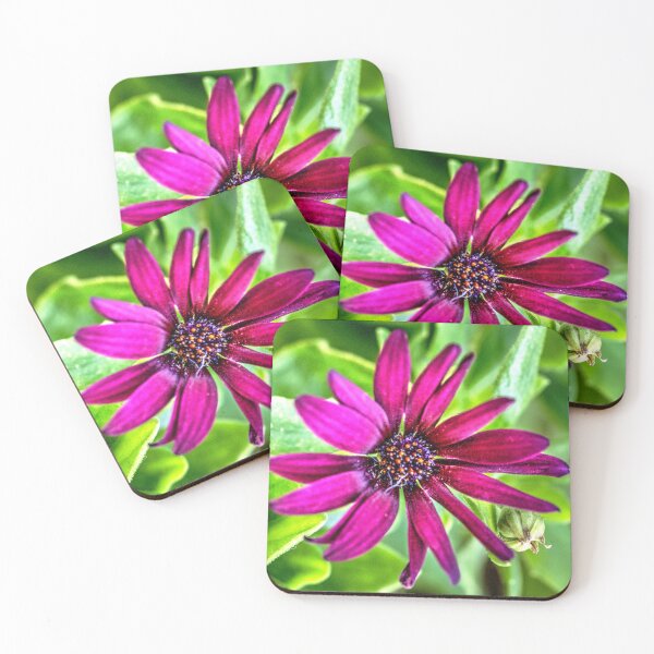 Item preview, Cape Marguerite designed and sold by WCHGraphics.