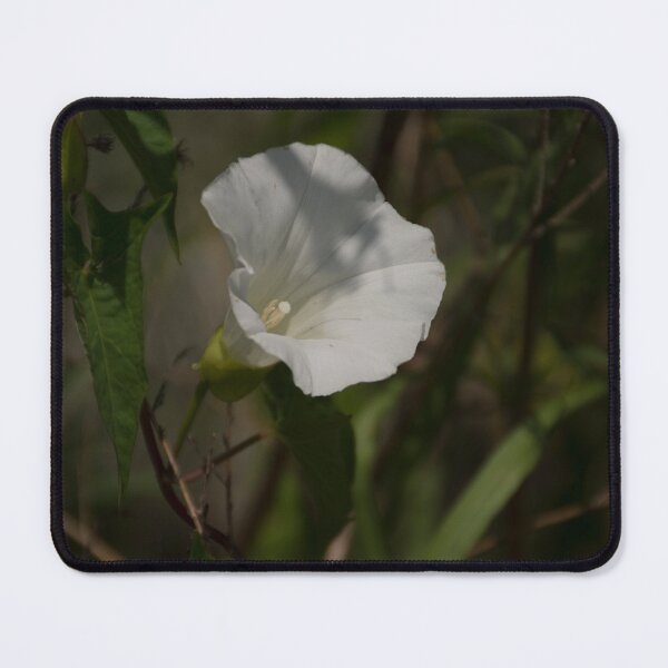Item preview, Hedge bindweed designed and sold by WCHGraphics.