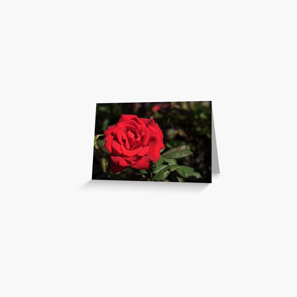 Item preview, Greeting Card designed and sold by adamayokuy.