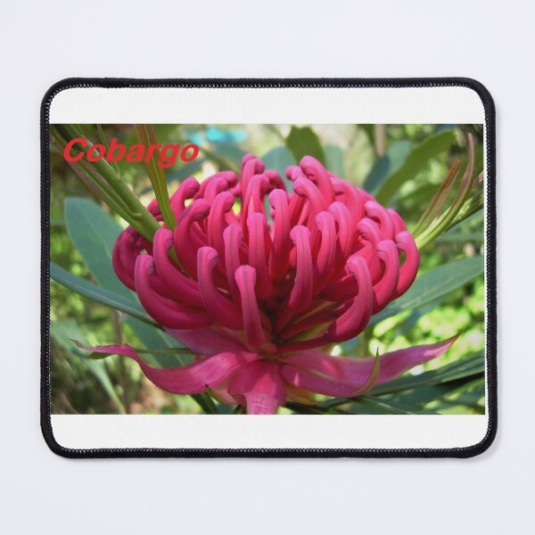 Item preview, Waratah (Telopea), NSW, Australia designed and sold by Cobargo South Coast.