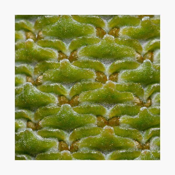 Banksia Macro Photographic Print