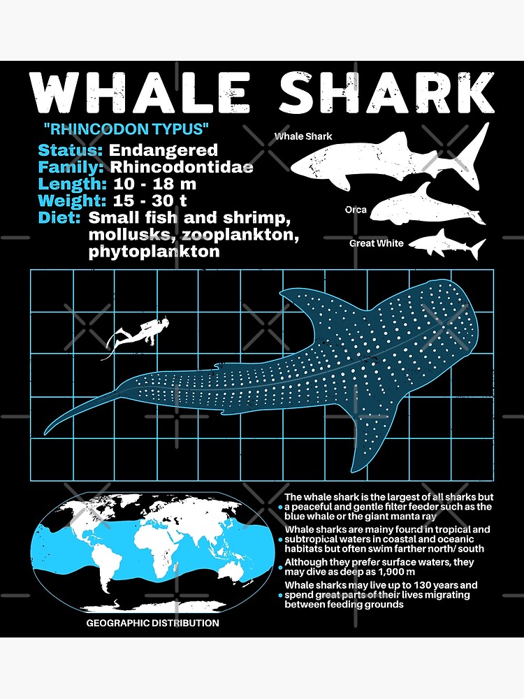 Whale shark, Size, Diet, & Facts