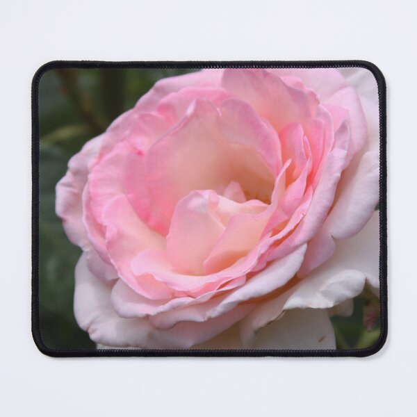 Item preview, Pink Promise Hybrid Tea Rose designed and sold by Robert Armendariz.