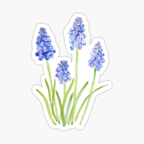 Item preview, blue grape hyacinth watercolor 2023 hand painted  designed and sold by ColorandColor.
