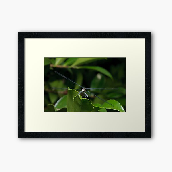 Flatwing Damselfly Framed Art Print