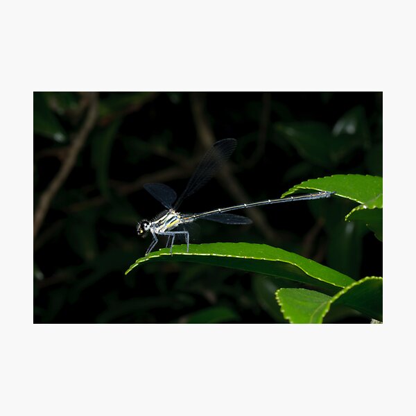 Flatwing Damselfly Photographic Print