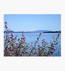 A Touch of Pink Photographic Print