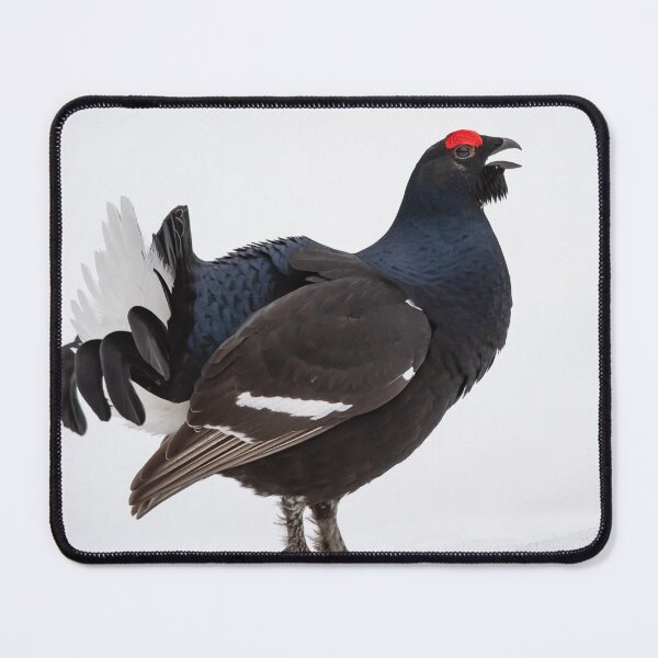 Item preview, Black grouse in courtship designed and sold by Ingo Gerlach.
