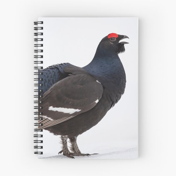 Item preview, Black grouse in courtship designed and sold by Ingo Gerlach.