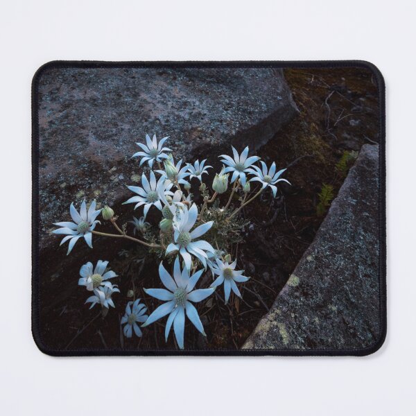 Item preview, Flannel Flower Sunrise designed and sold by Geoff Wols.