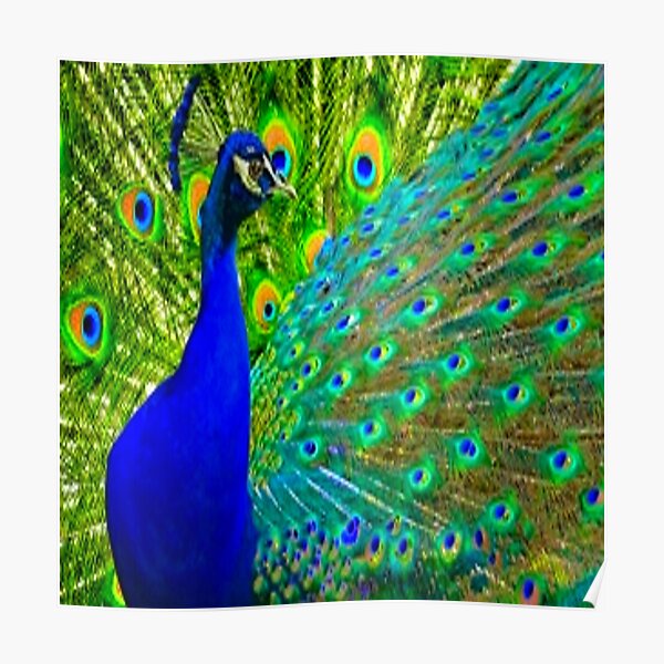 1070+ Gambar Burung Merak Poster Gratis Terbaik