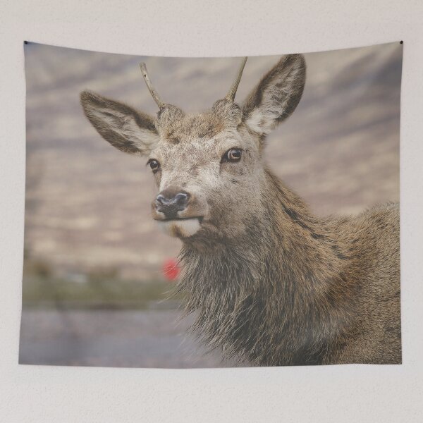 Item preview, Scottish Highland Deer  designed and sold by TMcG72.