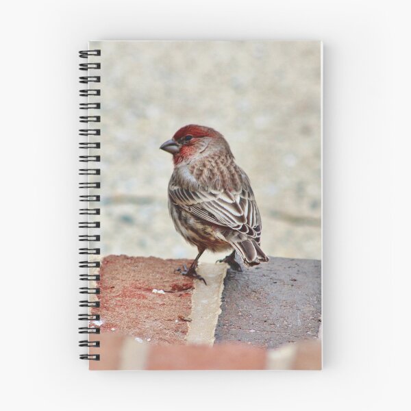 Item preview, Bird on the Step designed and sold by Anna Kellner.