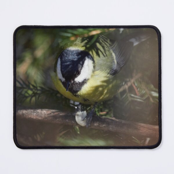 Item preview, Hiding in the spruce. Great tit designed and sold by Jouko Lehto Photography.