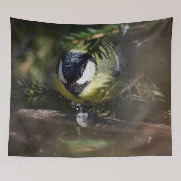 Item preview, Hiding in the spruce. Great tit designed and sold by Jouko Lehto Photography.