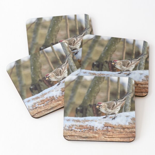 Item preview, Curiosity. Mealy redpoll designed and sold by Jouko Lehto Photography.