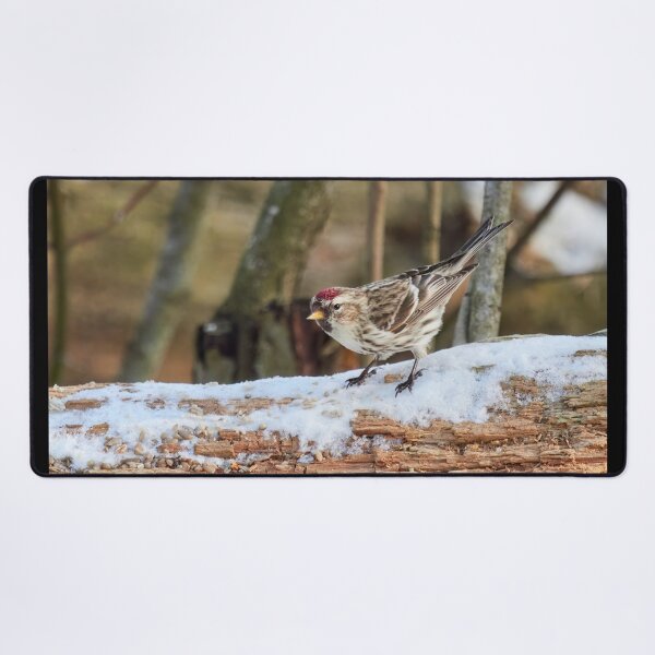Item preview, Curiosity. Mealy redpoll designed and sold by Jouko Lehto Photography.