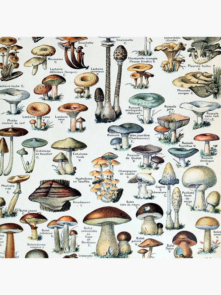Disover Vintage Edible Mushroom Chart Bag