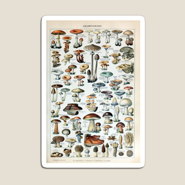 Vintage Edible Mushroom Chart Magnet