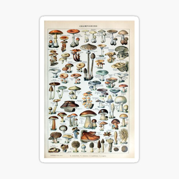 Vintage Edible Mushroom Chart Sticker