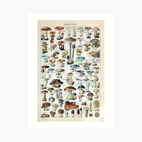 Vintage Edible Mushroom Chart Art Print