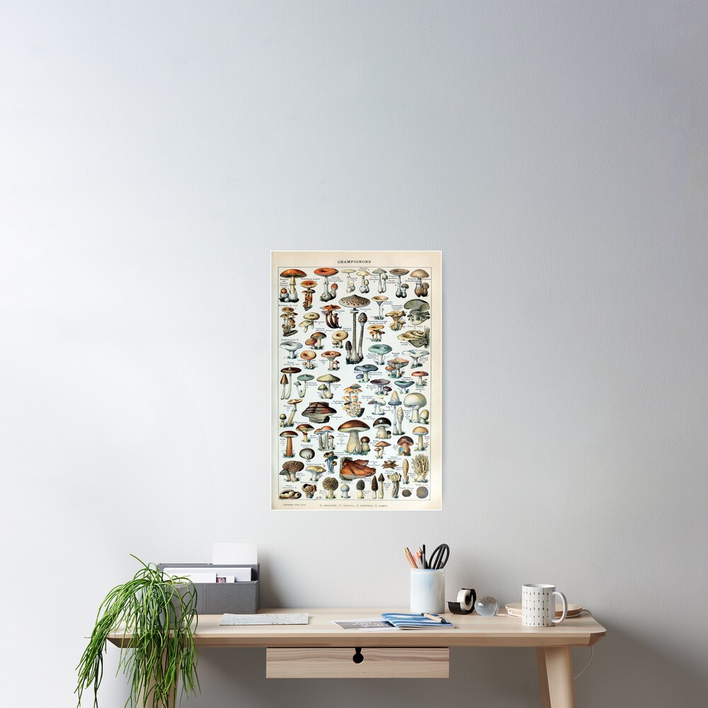 Vintage Edible Mushroom Chart Poster