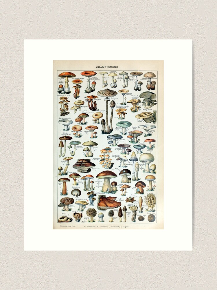 Alternate view of Vintage Edible Mushroom Chart Art Print