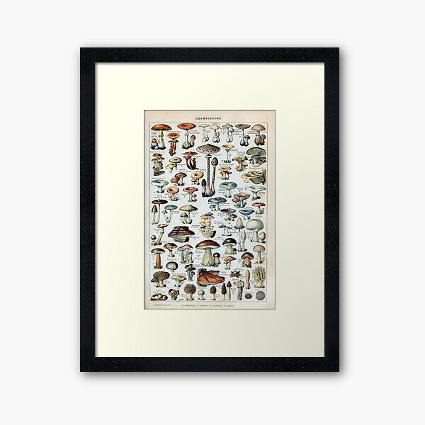 Vintage Edible Mushroom Chart Framed Art Print