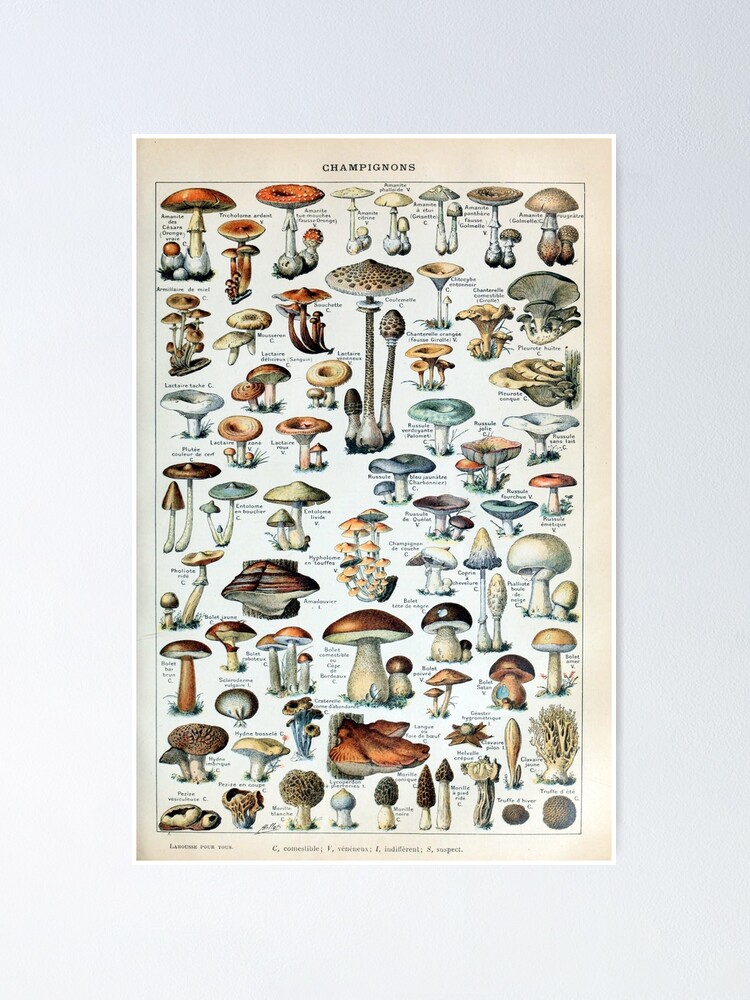 Alternate view of Vintage Edible Mushroom Chart Poster