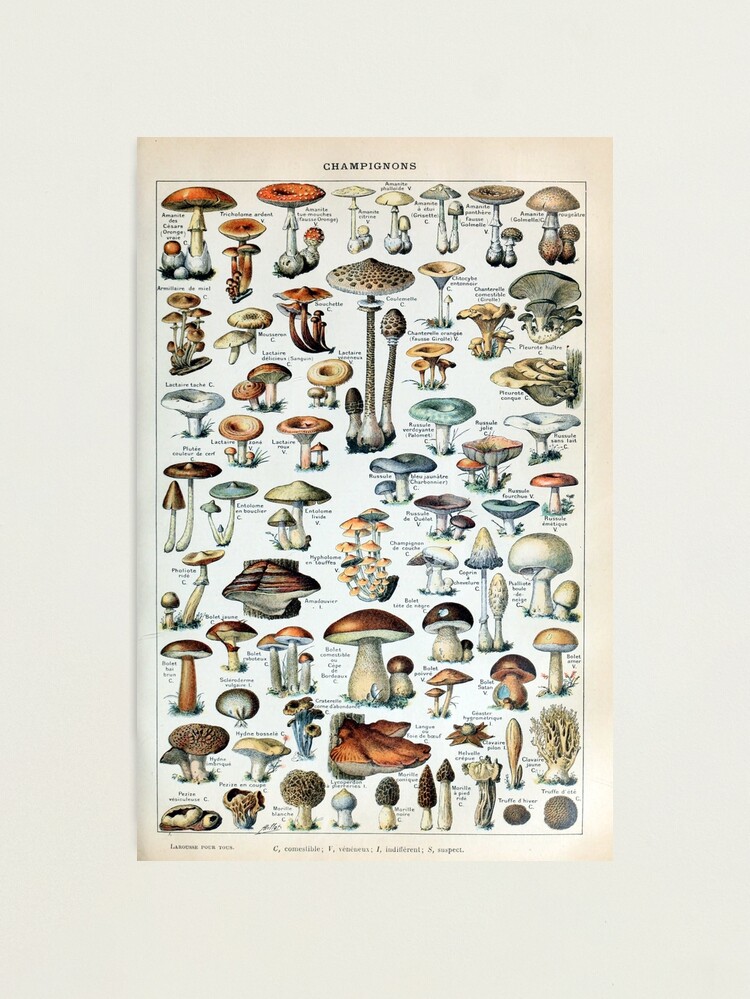 Alternate view of Vintage Edible Mushroom Chart Photographic Print
