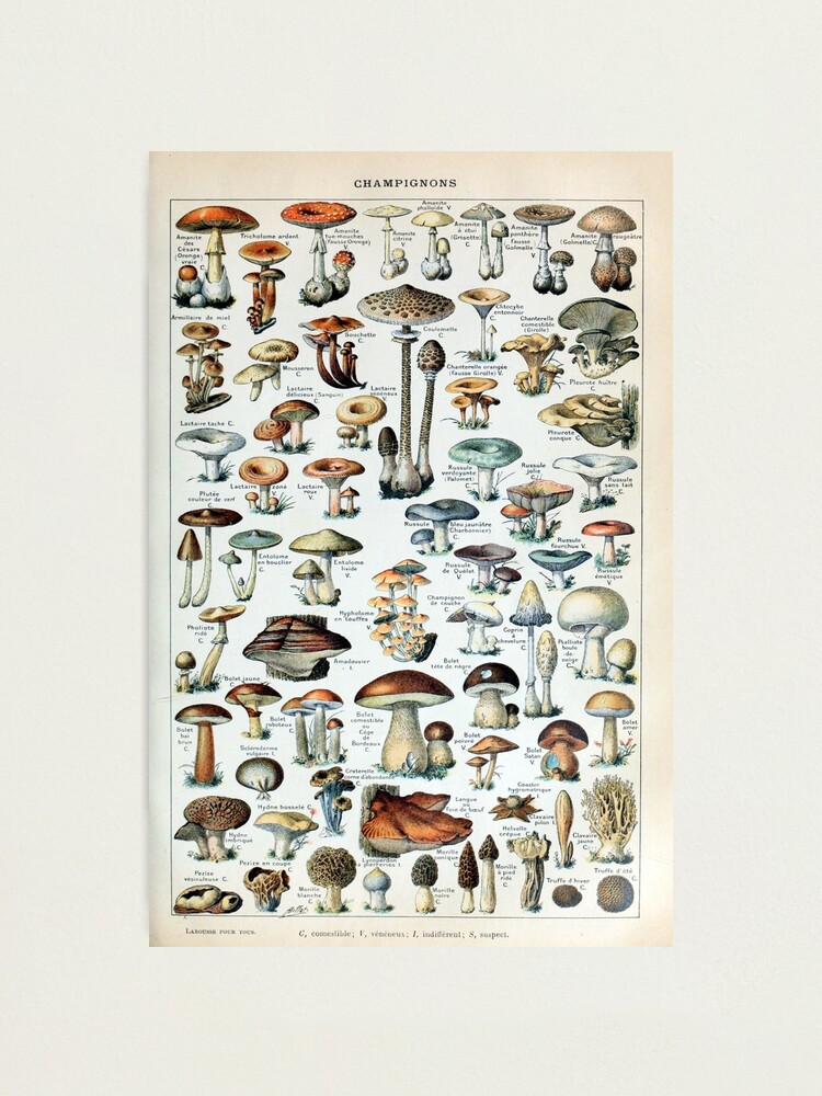 Alternate view of Vintage Edible Mushroom Chart Photographic Print