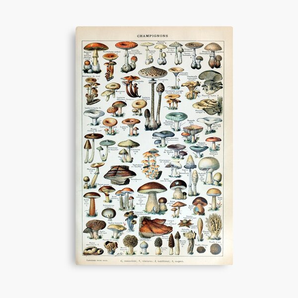 Tableau des champignons comestibles vintage Impression sur toile
