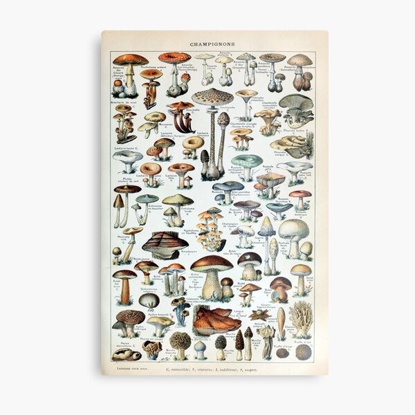 Vintage Edible Mushroom Chart Metal Print