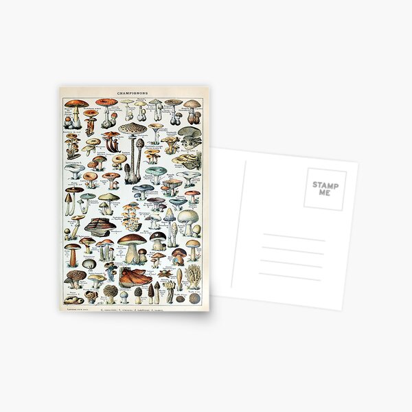 Vintage Edible Mushroom Chart Postcard