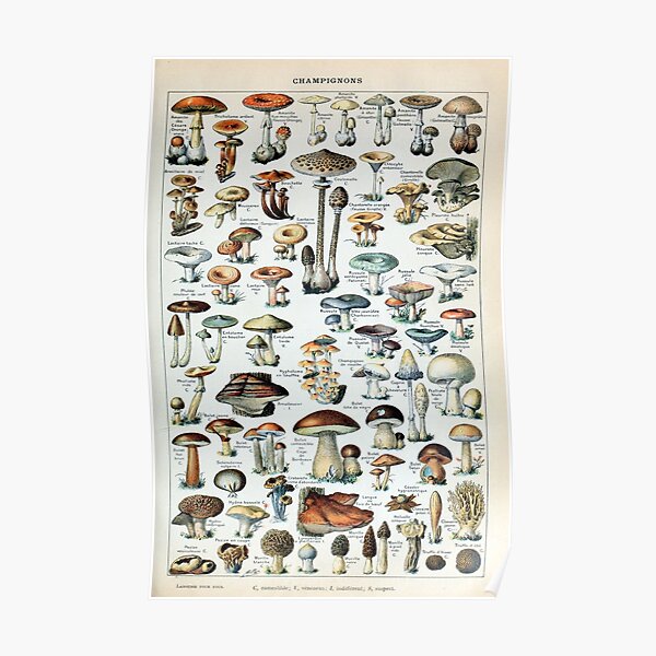 Vintage Edible Mushroom Chart Poster