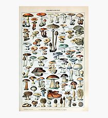 Vintage Edible Mushroom Chart Photographic Print