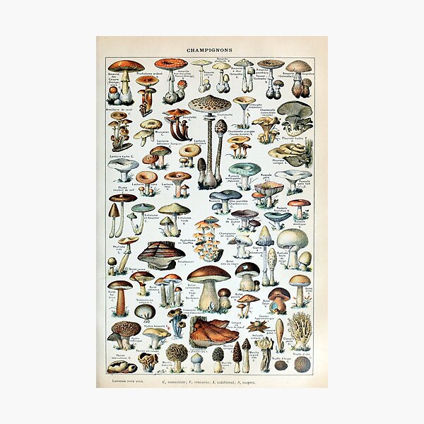 Vintage Edible Mushroom Chart Photographic Print