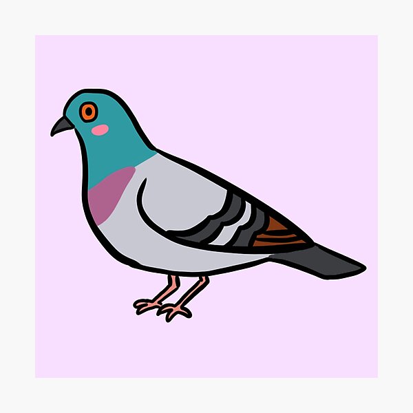 Pigeon Drawing - How To Draw A Pigeon Step By Step