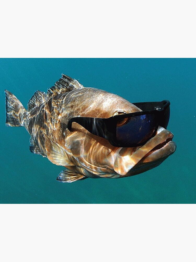 Cool Fish Wearing Glasses Photographic Print for Sale by BigCheesie