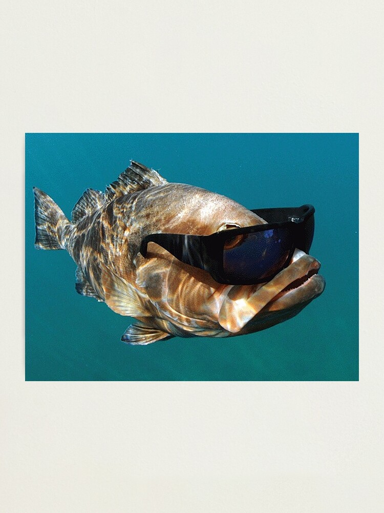 Cool Fish Wearing Glasses | Photographic Print