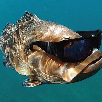 Cool Fish Wearing Glasses | Pin