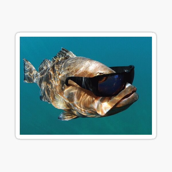 Cool Fish Wearing Glasses Sticker for Sale by BigCheesie