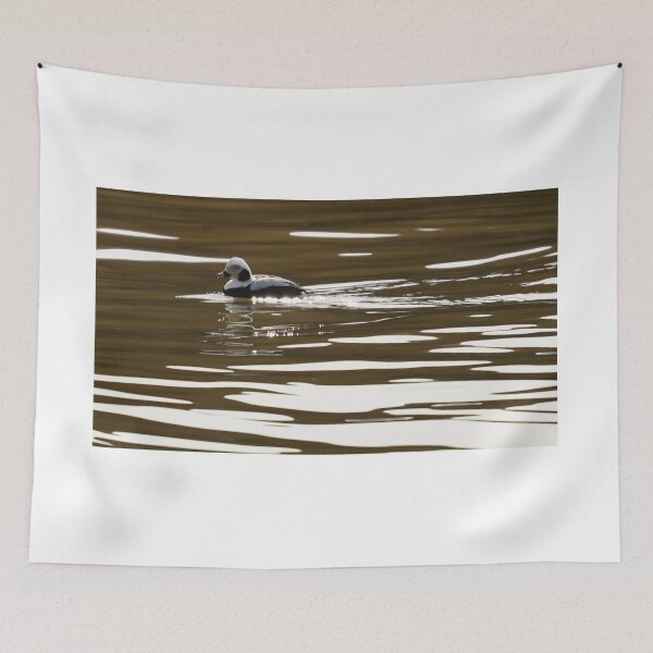 Item preview, Long-Tailed Duck in WNY Waters designed and sold by fototaker Tony.