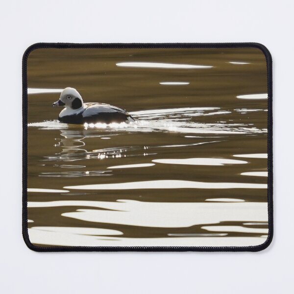 Item preview, Long-Tailed Duck in WNY Waters designed and sold by fototaker Tony.