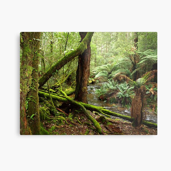 Forest near Russell Falls, Southern Tasmania Metal Print