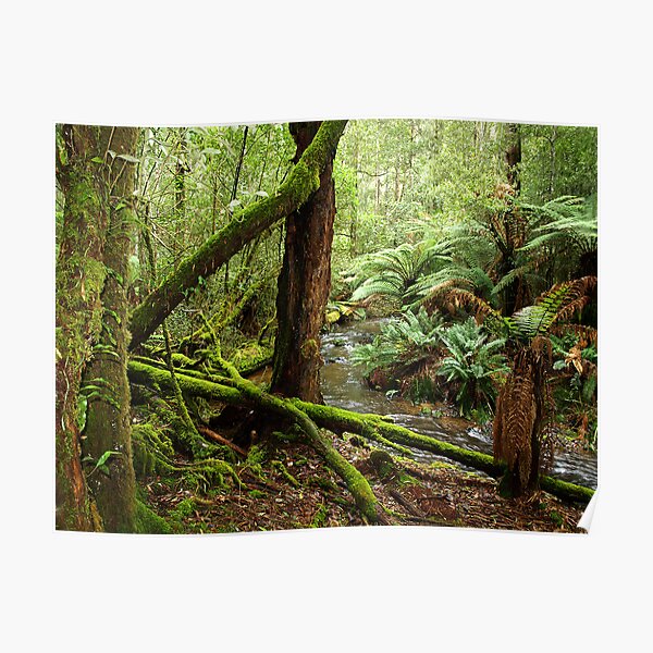 Forest near Russell Falls, Southern Tasmania Poster