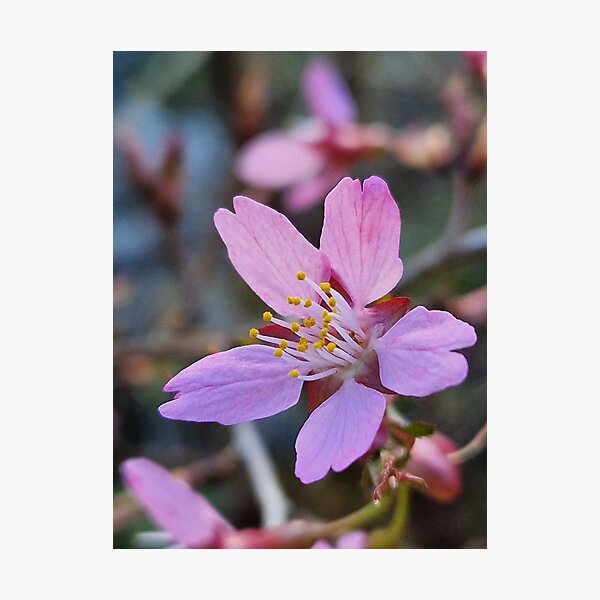Item preview, Cherry blossoming in Spring designed and sold by KaisPrints.